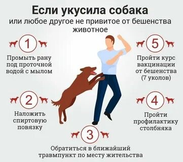 Что делать при укусе животного