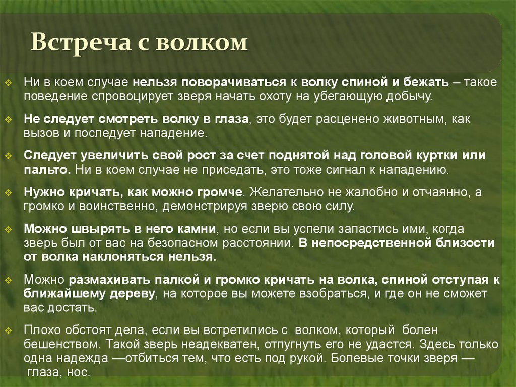волки1.jpeg волки1.jpeg