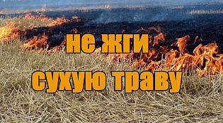 Пал травы — одна из главных причин лесных пожаров