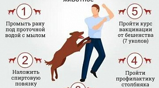 Что делать при укусе животного